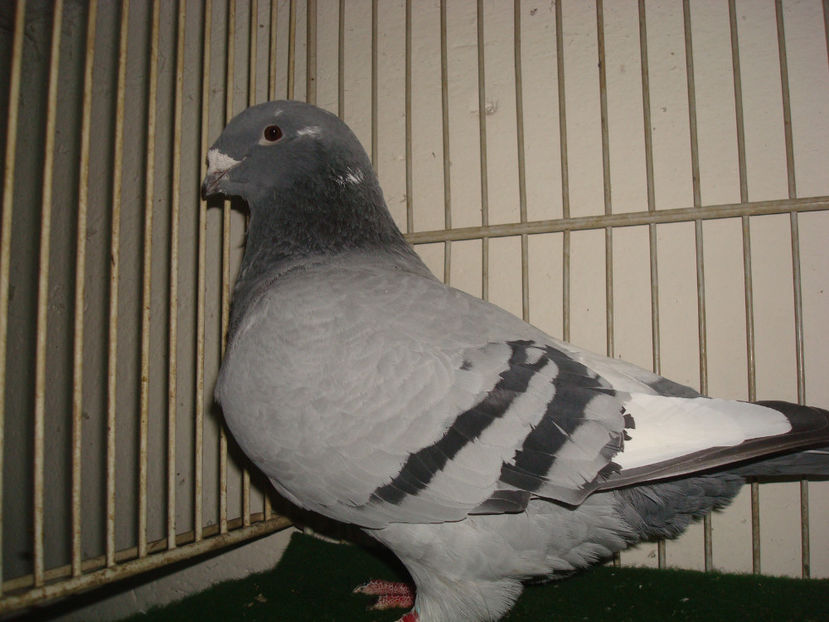 F 2016 RO  Vanduta - Porumbei Standard - Vanduti