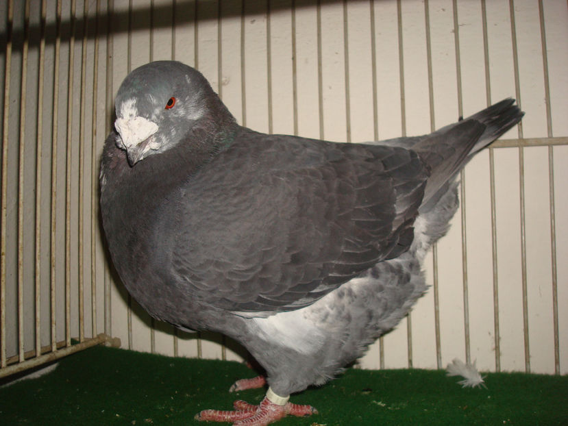 M-2015 RO Vandut - Porumbei Americani-Vanduti