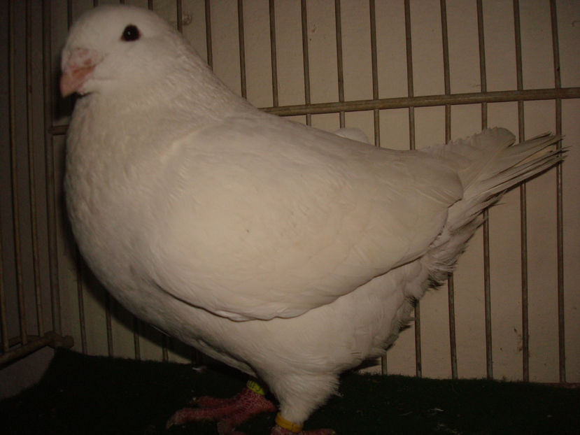 M-2017  RO  1172 -Pitesti - Porumbei Americani-Vanduti