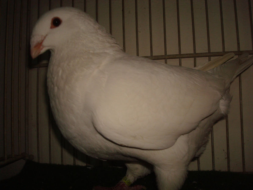 F - 2017 RO - 1176 - Pitesti - Porumbei Americani-Vanduti