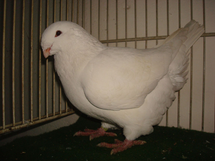 F 2017-RO - 1171 - Porumbei Americani-Vanduti