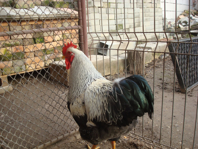  - DE PRIN CURTE CU CE AM DETINUT