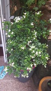  - Murraya exotica Minima-orange jasmin 2017