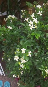  - Murraya exotica Minima-orange jasmin 2017