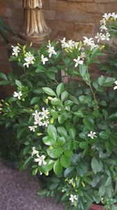  - Murraya exotica Minima-orange jasmin 2017