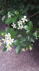  - Murraya exotica Minima-orange jasmin 2017