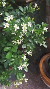  - Murraya exotica Minima-orange jasmin 2017