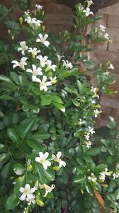  - Murraya exotica Minima-orange jasmin 2017