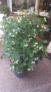  - Murraya exotica Minima-orange jasmin 2017