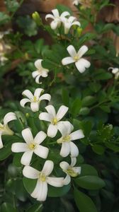  - Murraya exotica Minima-orange jasmin 2017
