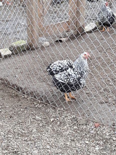  - Wyandotte argintiu 2017