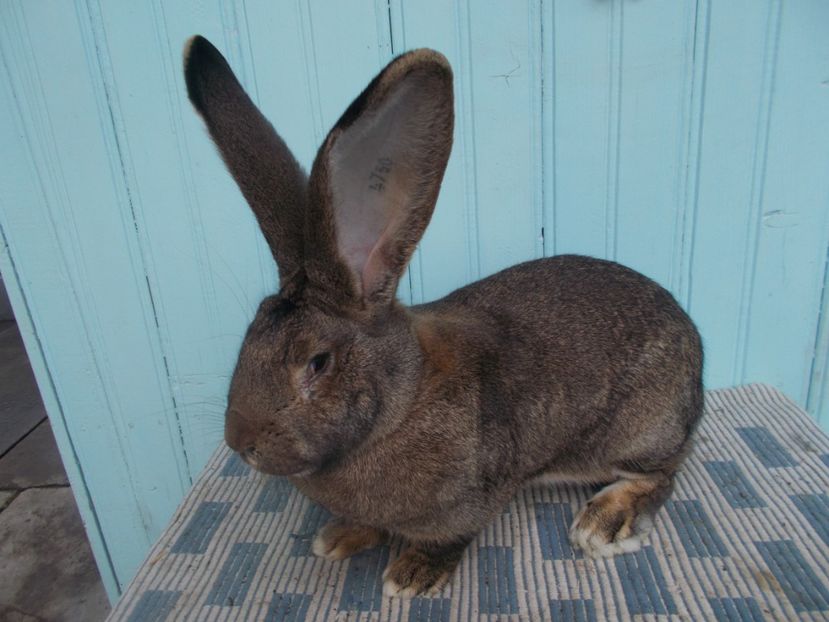 9 luni - FEMELA 4 96-5 CAMPIOANA