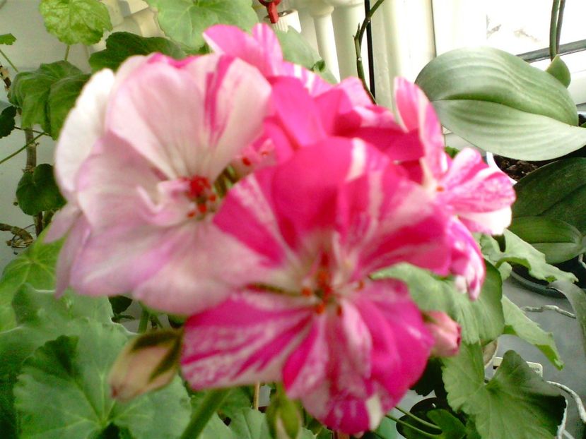 IMG00771 - Flori 2018