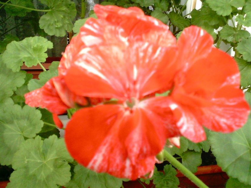IMG00761 - Flori 2018