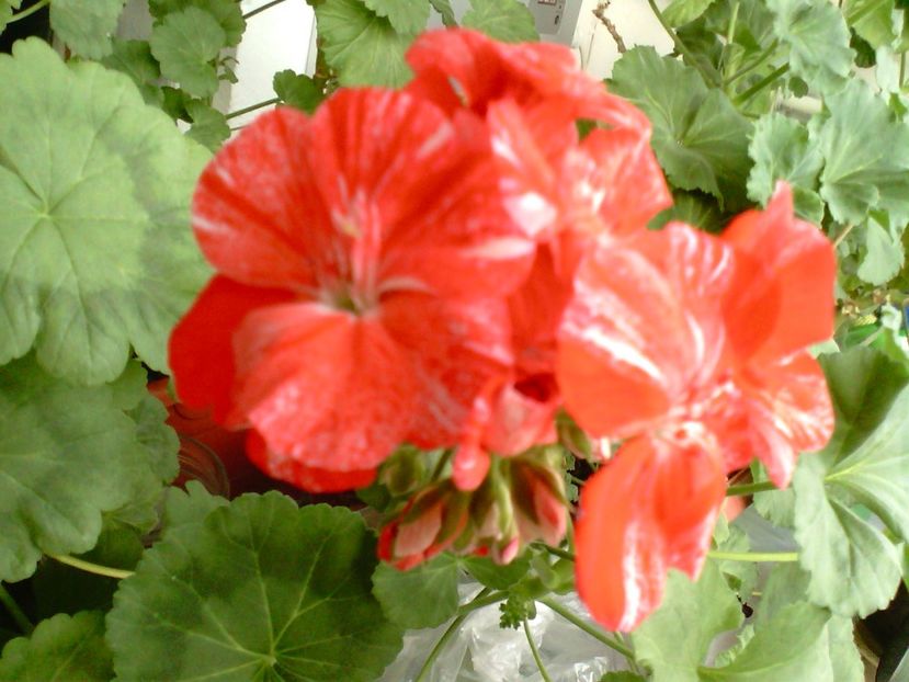 IMG00762 - Flori 2018