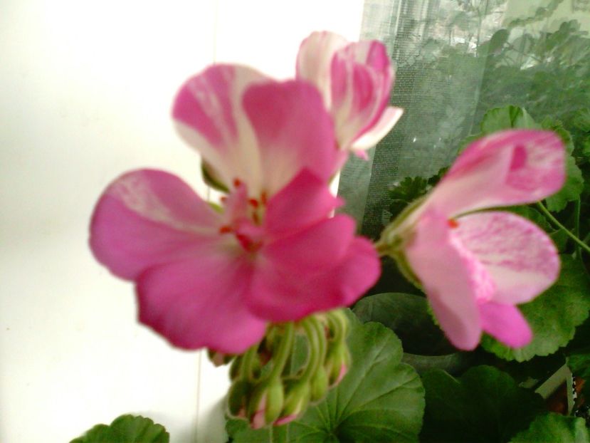 IMG00766 - Flori 2018