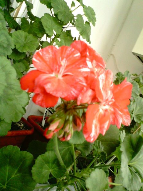 IMG00769 - Flori 2018