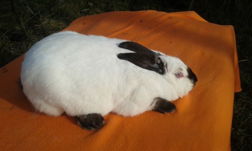 9luni  5,1kg - femela 6