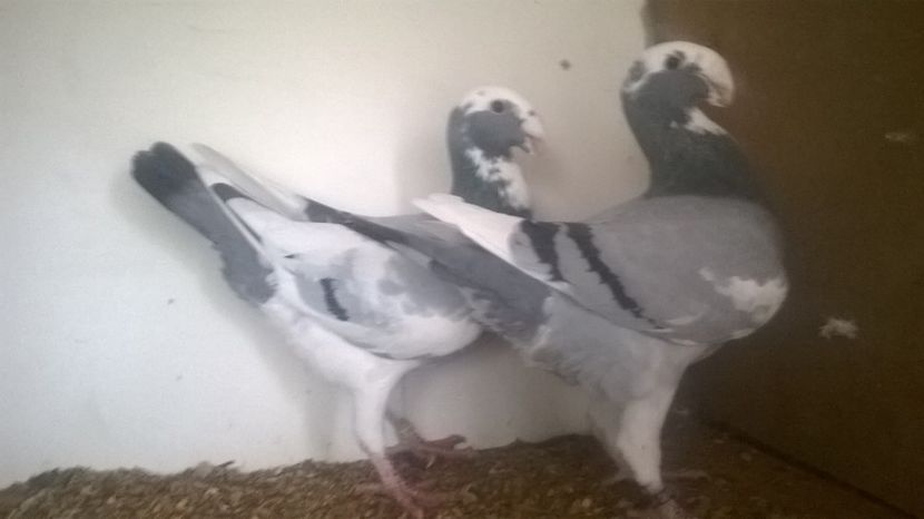  - 2 Germani de frumusete