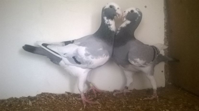  - 2 Germani de frumusete