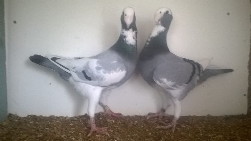  - 2 Germani de frumusete