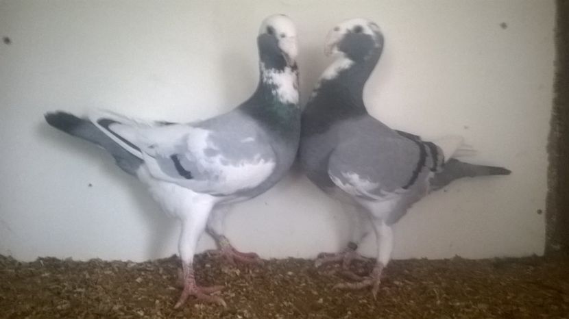  - 2 Germani de frumusete