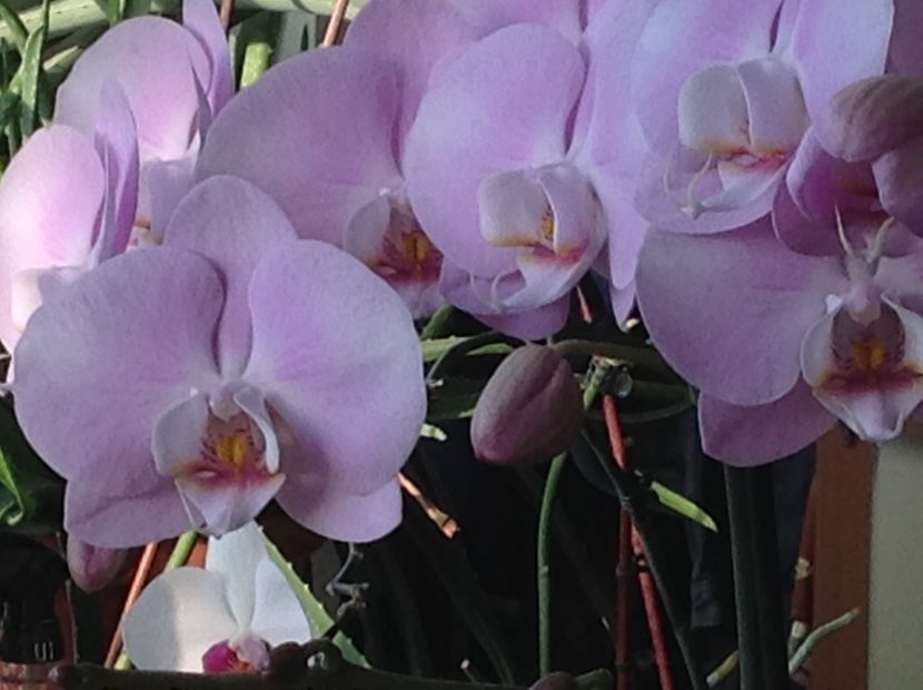  - Phalenopsis ian 2018