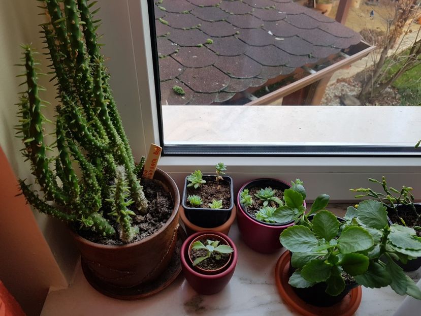  - In asteptarea primaverii 2018