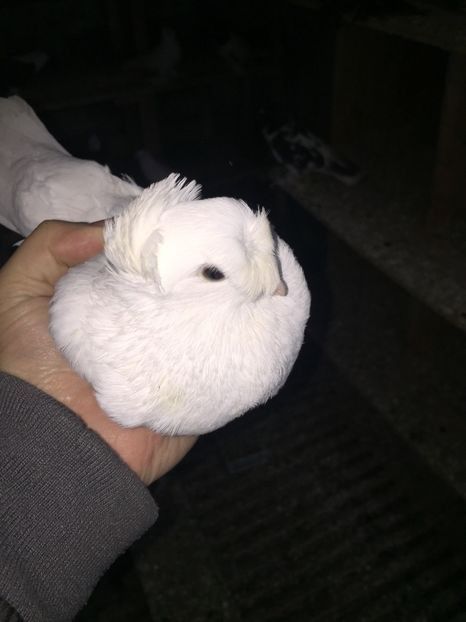 Femela A1125 2017 - De vanzare