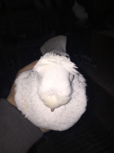 Femela A1125 2017 - De vanzare