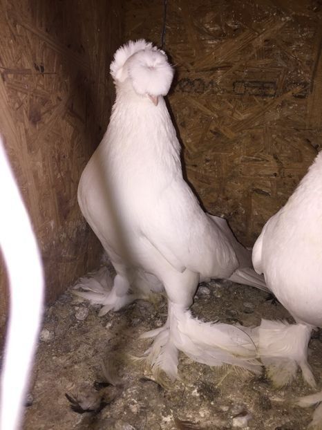 Mascul 3491 2013 - De vanzare