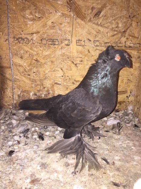 Femela A1219 2017 - De vanzare