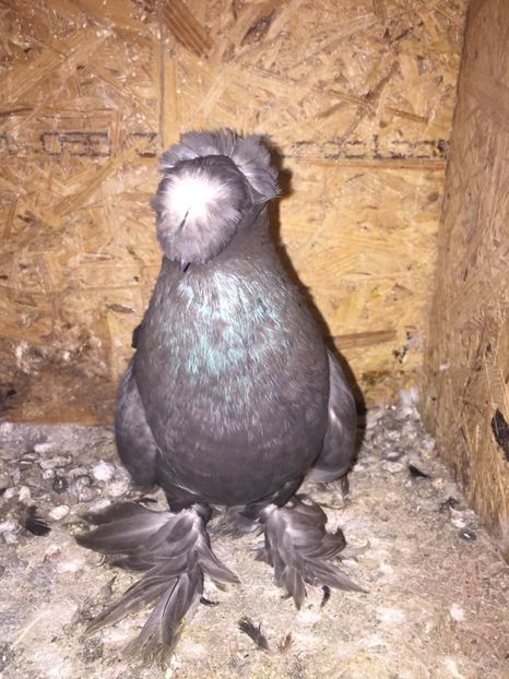 Femela A1219 2017 - De vanzare