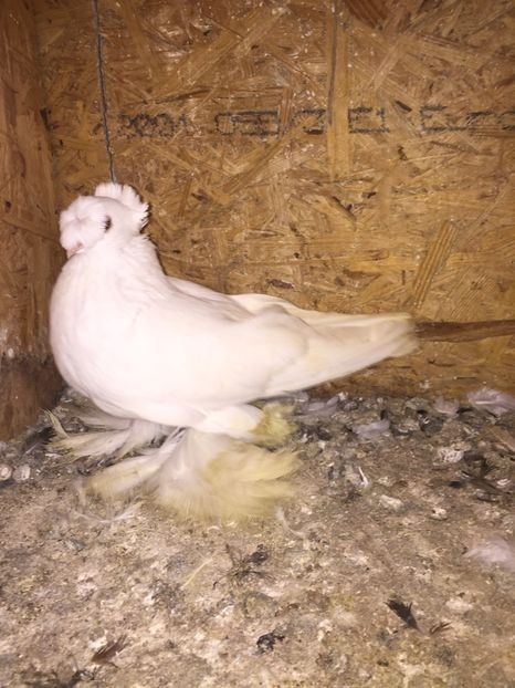 Mascul 5210 2017 - De vanzare