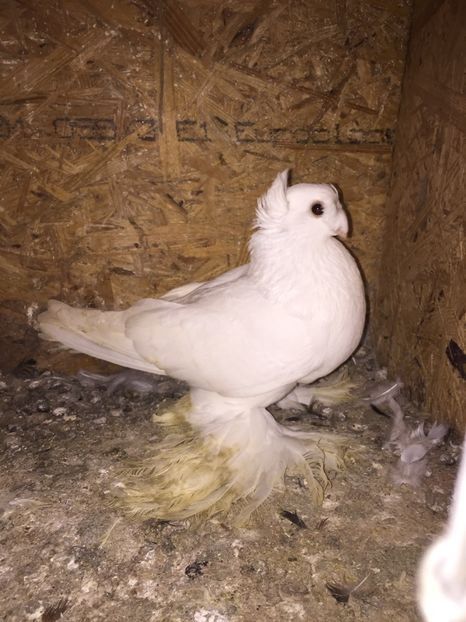 Mascul 5210 2017 - De vanzare