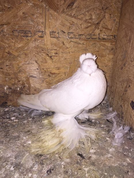 Mascul 5210 2017 - De vanzare