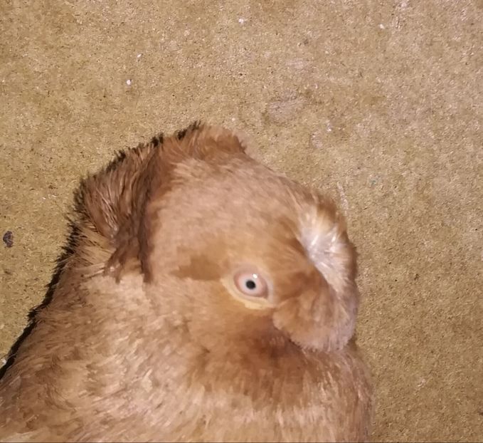  - Dublu Motat de Ardeal Galbeni