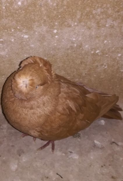  - Dublu Motat de Ardeal Galbeni