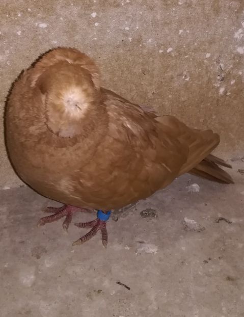  - Dublu Motat de Ardeal Galbeni