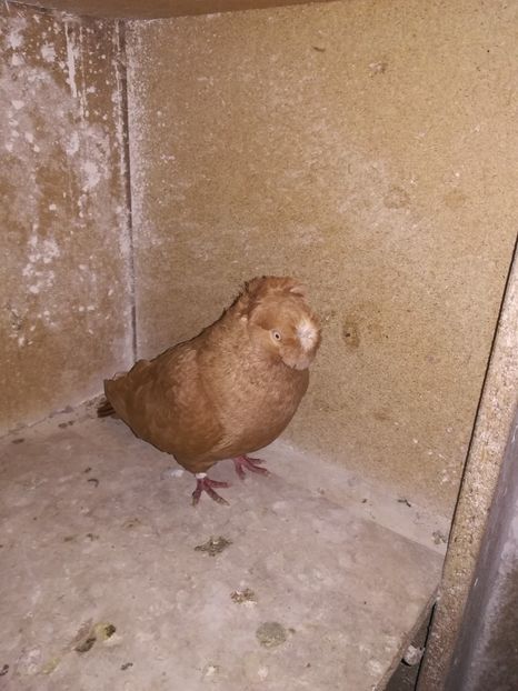  - Dublu Motat de Ardeal Galbeni