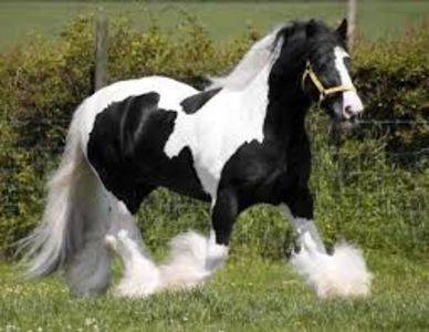 Gypsy Vanner - Calul Gypsy Vanner