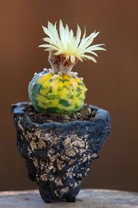 Astrophytum asterias variegata - Whish list pentru viata urmatoare1