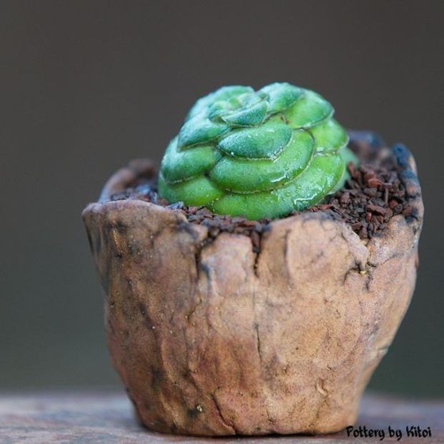 Kitoi: Crassula hemisphaerica - Vase - aranjamente - accesorii
