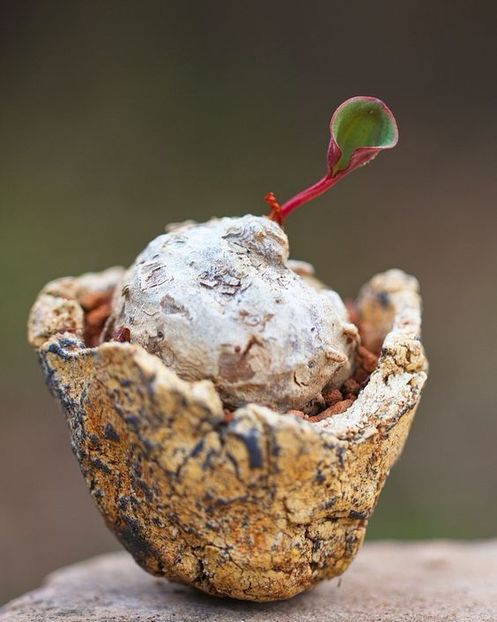 Kitoi: Eriospermum cooperi - Vase - aranjamente - accesorii