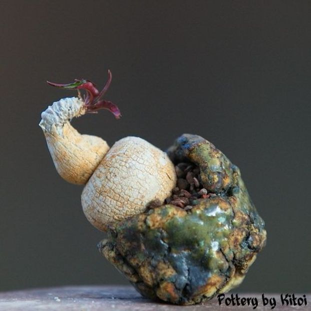 Kitoi: Euphorbia cremersii - Vase - aranjamente - accesorii