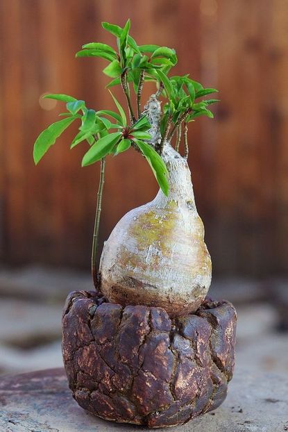 Euphorbia mahabobokensis - Whish list pentru viata urmatoare1