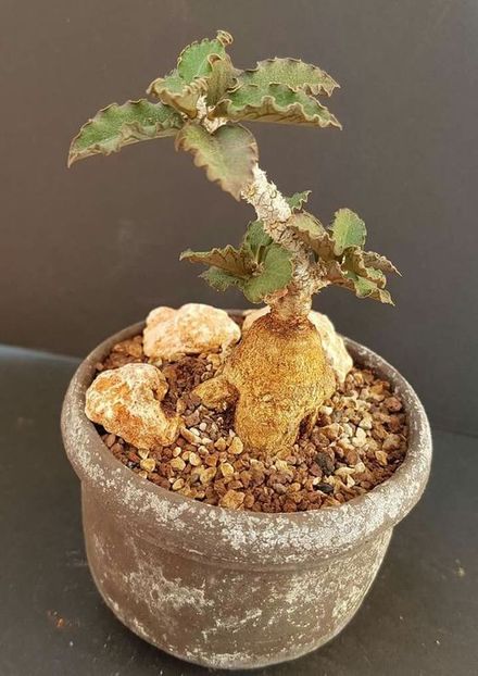 Euphorbia suzannae-marnierae - achizitionata - Whish list pentru viata urmatoare1