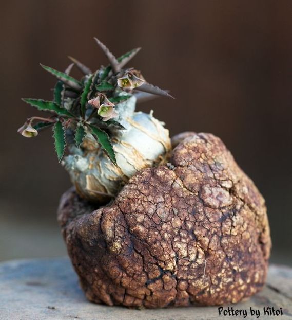 Kitoi: Euphorbia suzannae-marnierae - Vase - aranjamente - accesorii