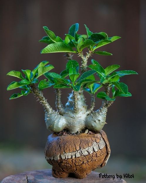 Kitoi: Pachypodium baronii windsori - Vase - aranjamente - accesorii
