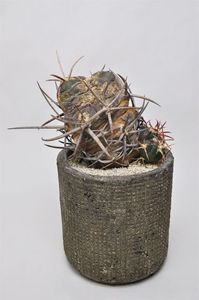 Thelocactus hexaedrophorus v. major f. monstrosa - Whish list pentru viata urmatoare1